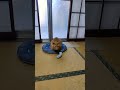 今朝もひんやりクッションの上で座ってるね😺#toraneko #cat #かわいい猫 #cute #cutecat #茶トラ猫 #猫のいる暮らし #猫のいる生活 #猫好きさんと繋がりたい #癒し