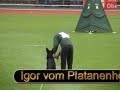 SV BSZS-2006 World German Shepherds Championship in Oberhausen. Ruden Protection (Part I). Dog training. Boris vom Regul, Nogus vom Holtkampen, Igor vom Platanenhof, Jimmy von Arminius, Uron vom Wiesenring. Rammstein music. By eyes of Irina Kuznetsova ( vom Irin Hof kennel ).Бундес Зигер Оберхаузен 2006 Проверка поведения кобелей (часть I) как её увидела Ирина Кузнецова (владелица питомника фом Ирин Хоф).http://members.virtualtourist.com/m/tt/79622/#TL