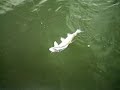 Panfishing Crappie Rock Bass Surprise Rainbow trout jig fish