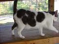 Luke a sweet grey and white cat at Spaymart Luke a sweet grey and white cat at Spaymart