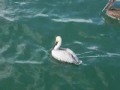 ANNA   MARIA   ISLAND  II
