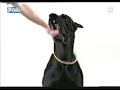 gag chien gag chien