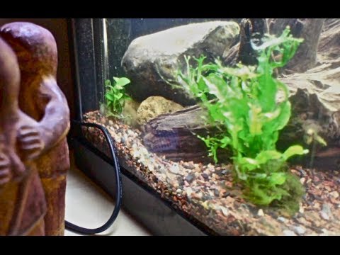 how to plant java fern