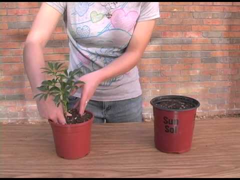 how to transplant umbrella plant