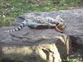 Siberian Tiger Cub