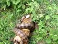 Rabit vs Snake 1