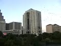 austin texas bats 