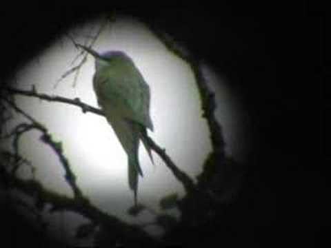 Blue-cheeked Bee-eater in Öje, Sweden
