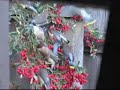 Cedar Waxwings gorging on berries - Ampelis comiendo Cedar Waxwings gorging on berries - Ampelis comiendo