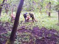 Slovakia Trail Riding Slovakia Trail Riding