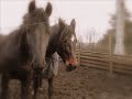 Sultan & Renze