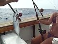 CANCUN FISHING BONITO