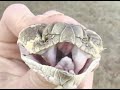 Trent Willmon Plays with Rattle Snakes Trent Willmon Plays with Rattle Snakes