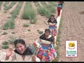 las chicas rosas y claveles - el borracho