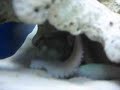 Fluffy vid Fluffy vid
