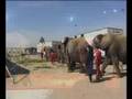 Vorschau: Jana, Elefanten & Exoten im Circus Krone (Nr. 92)
