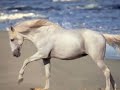 Pour les amoureux des chevaux