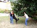 Entrenamiento Argos