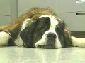 Dog ACL Surgery Dog ACL Surgery
