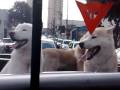 videos de PASSEIO FILHOTES AKITAS FRED, KIN E TORÁ