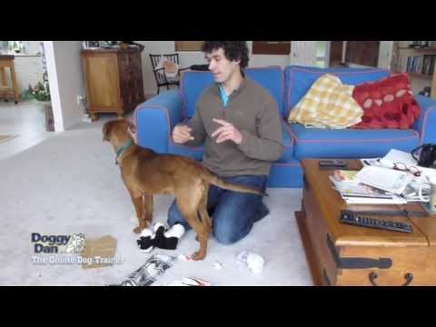 how to control puppy barking