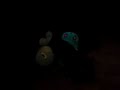 Blacky vs Bulbasaur