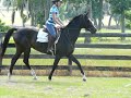Gorgeous Child/Adult Hunter for Sale!