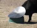 Cattle Feeder Sep08 Australia