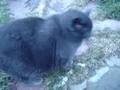 Fat Cat