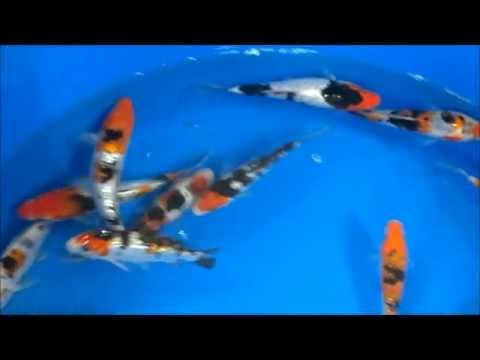 Madankoi 05.2012