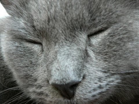 how to get rid of flea eggs