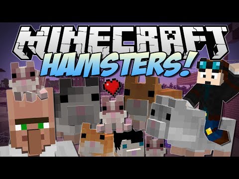 hamster -