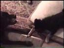 Click here to watch this video Little Molly the puppy dog