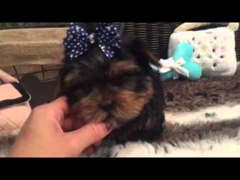 ADORABLE MALE YORKIE LOOKING FOR A LOVING HOME