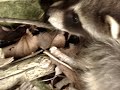 Chirpy Baby Raccoon