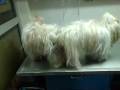 videos de ( shih tzu puppy) chamel's 1st stud with sassy 01/6/09 (part 3- 3 )