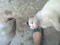 My pitiful and lovely cat! My pitiful and lovely cat!
