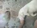 videos de My pitiful  and lovely cat!