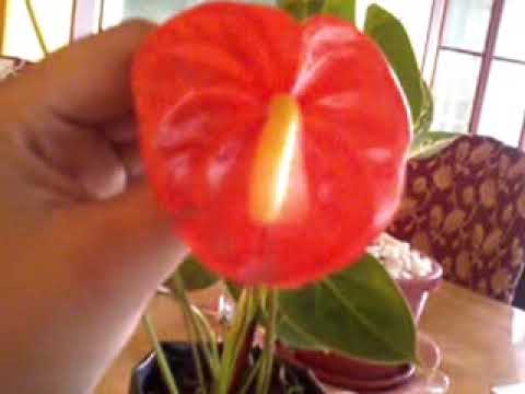 how to transplant anthuriums