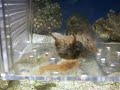 puffer VS shrimp puffer VS shrimp