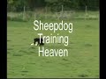 border collie rescue   sheepdog training   gael