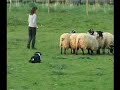 border collie rescue   sheepdog training   gael
