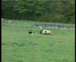 Border Collie video