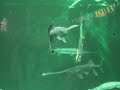 Paddlefish
