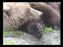 A close encounter with \"Waterfall\" and her two cubs