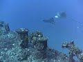 Eagle Rays (extremely short version)