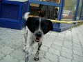 Bosi