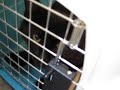 meow cat meow to the meow vet