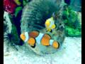 aquario marinho com 2 peixinhos brincando 