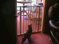 gamelle de chat